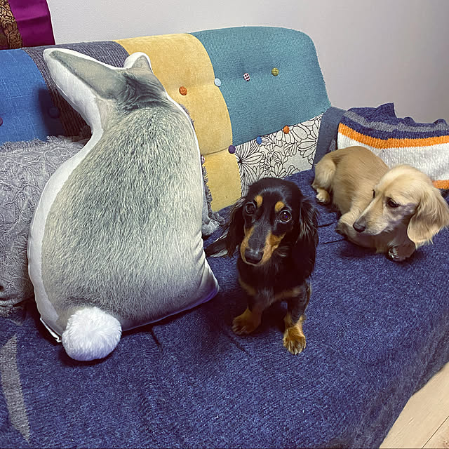uninekoさんの実例写真
