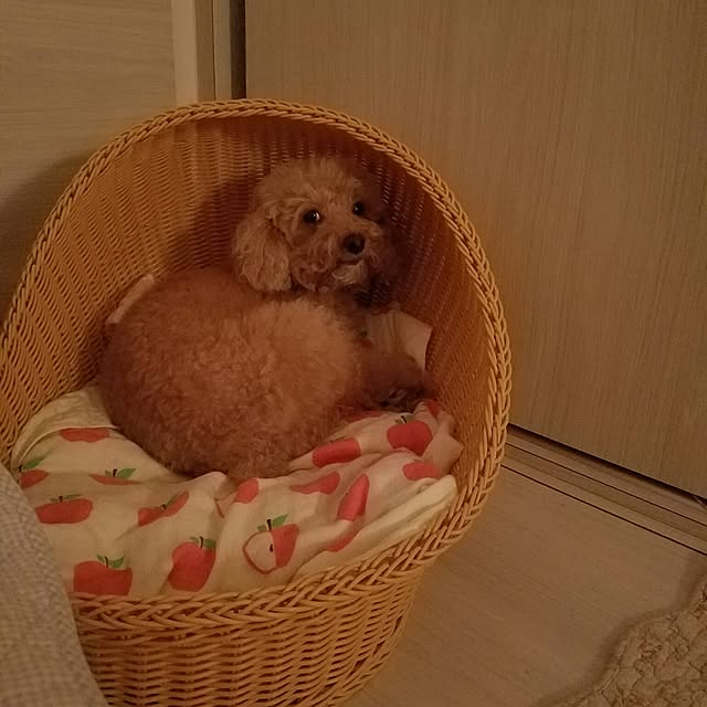 Karkeeさんの実例写真