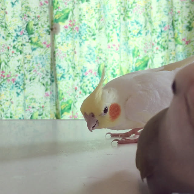 yuramiさんの実例写真