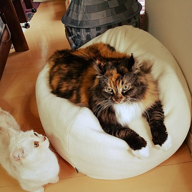 6catsさんの実例写真