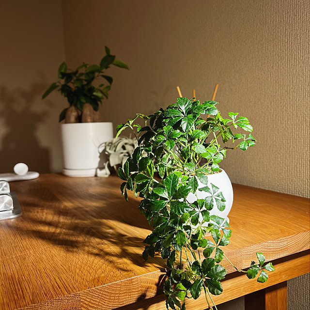 観葉植物/無印良品/机のインテリア実例 - 2022-06-04 00:53:45