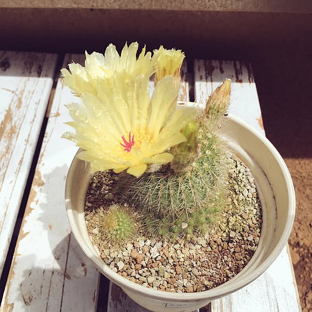 neeeeko1さんの実例写真