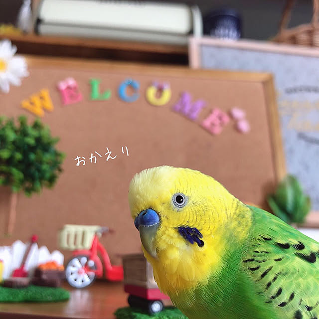 セキセイインコ/インコのいる暮らし/Instagram→r_6cafe/いつも見てくださって感謝です(^^)/雑貨...などのインテリア実例 - 2019-05-08 18:42:07