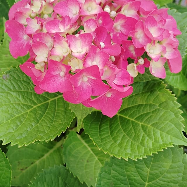 hanamocoさんの部屋