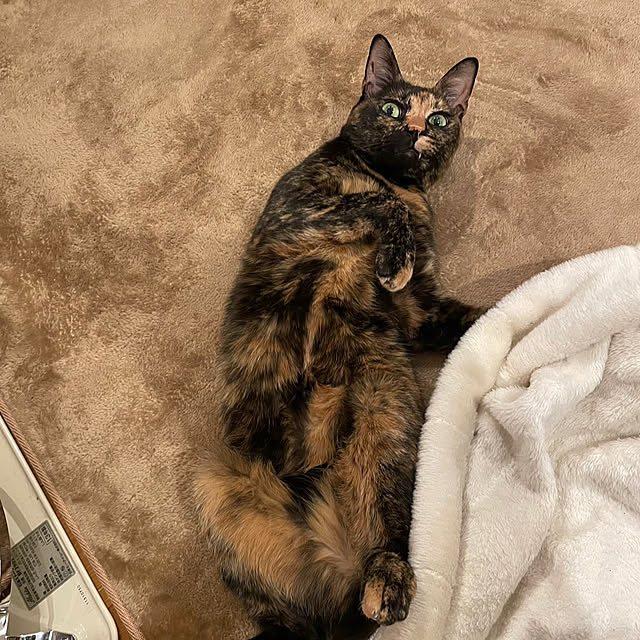 wahahaさんの実例写真
