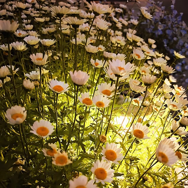 coconathuさんの部屋