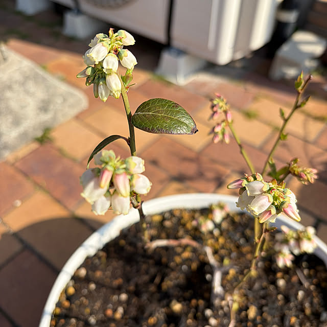 ritsukoさんの実例写真