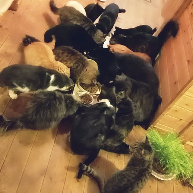 Maki-nekomamireさんの実例写真