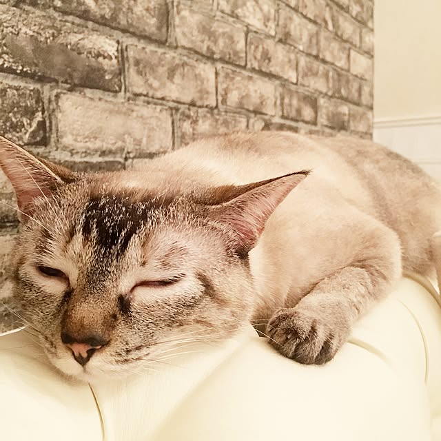 noelさんの実例写真
