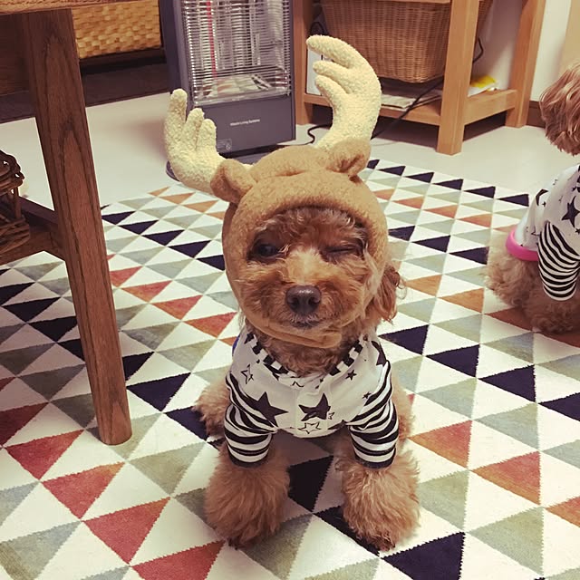 elelmotakeさんの実例写真