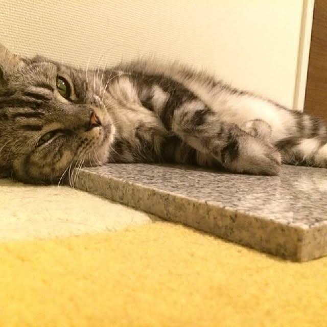 mikomaruさんの実例写真