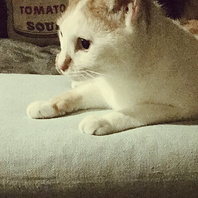 ziziguguさんの実例写真