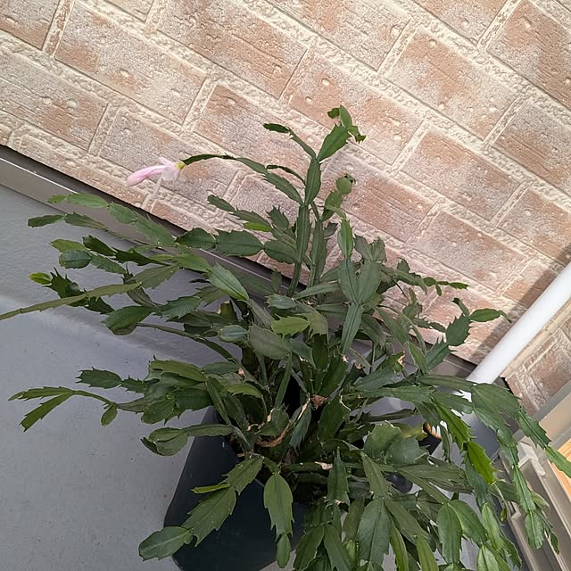 chiiさんの実例写真