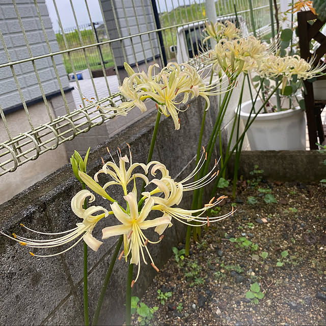 chIoeさんの実例写真