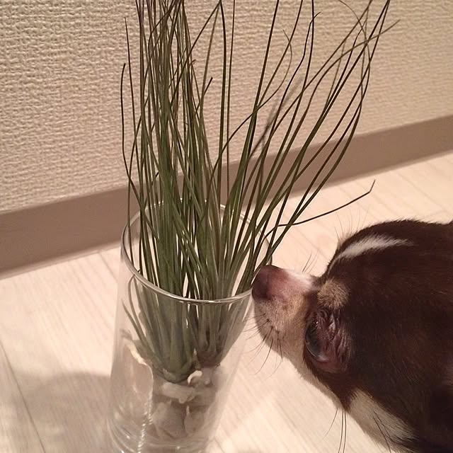 nayukonaさんの実例写真