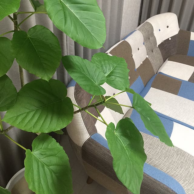 megchoco28さんの実例写真