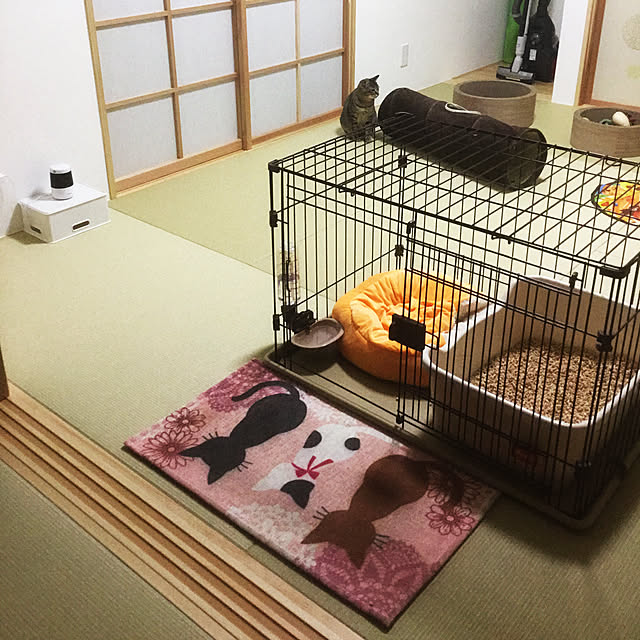 猫スペース/猫のいる部屋/障子/和紙畳/部屋全体...などのインテリア実例 - 2020-04-11 22:56:11
