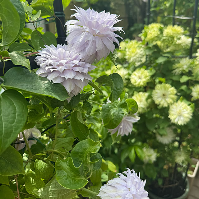 mamizaさんの部屋