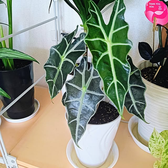 hanachanさんの部屋