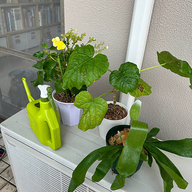 mikomaruさんの部屋