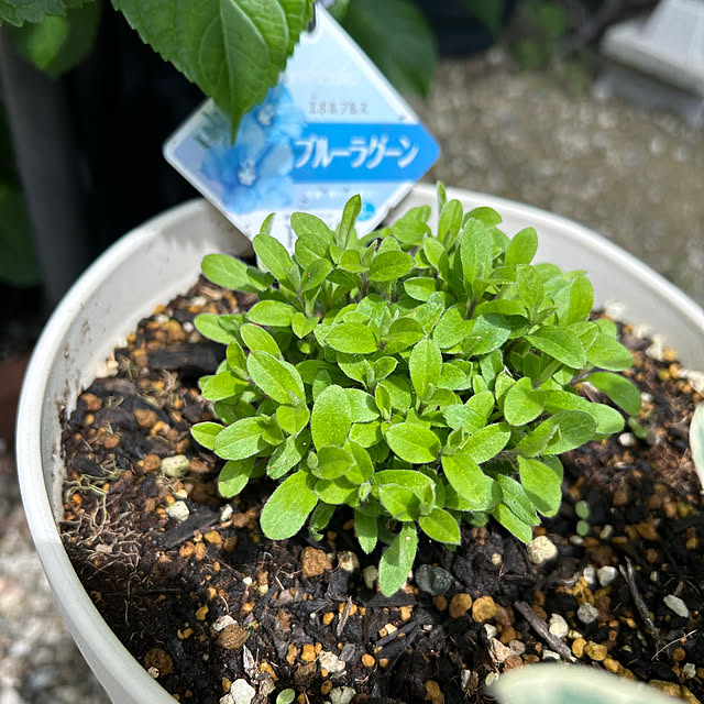 prelumoさんの実例写真