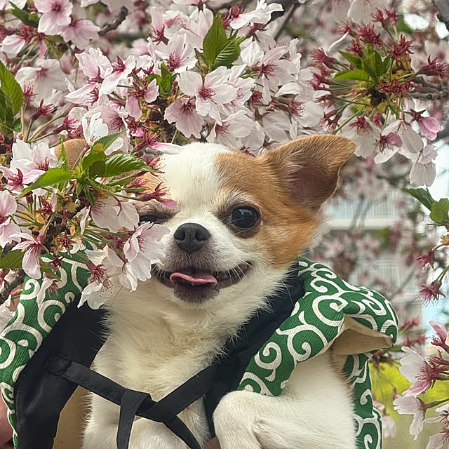 cocoさんの部屋