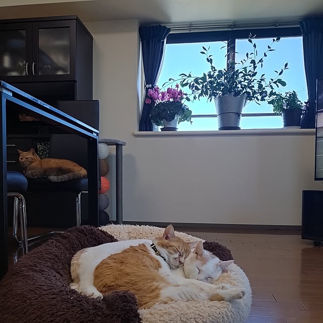 NOAHさんの実例写真