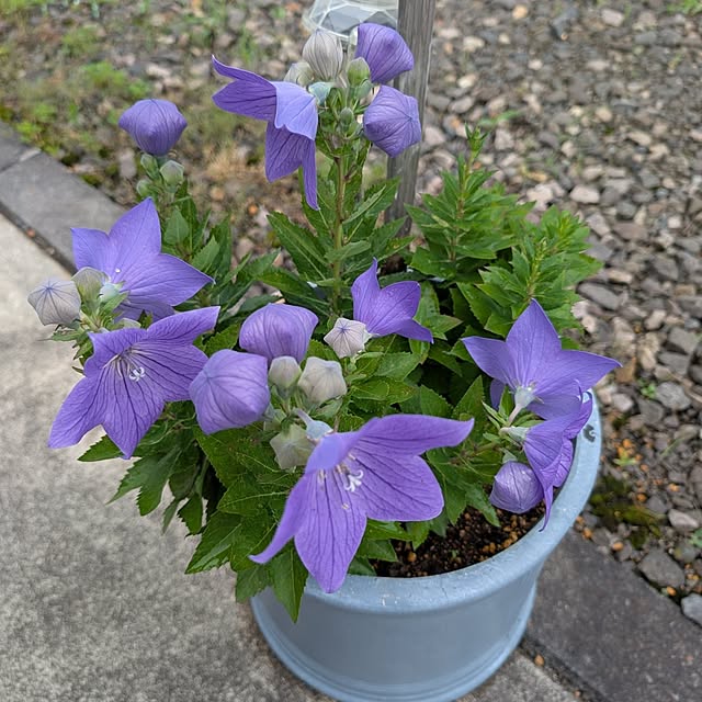 KOHAKUさんの実例写真
