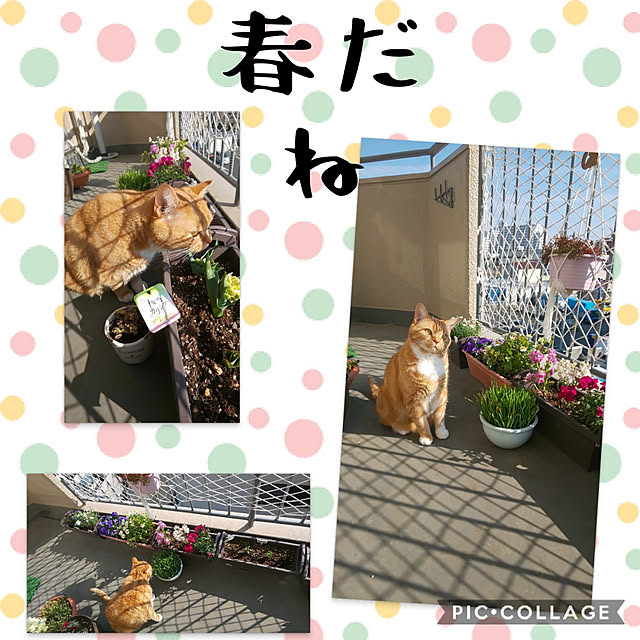toramamaさんの実例写真