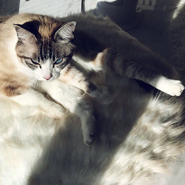 gingerwynksさんの実例写真
