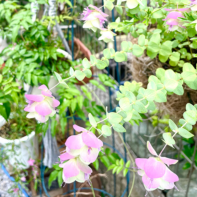 今日もよろしくお願いします/コメントお気遣いなく(⁎ᴗ͈ˬᴗ͈⁎)/柴犬と暮らす/ガーデニング/建売住宅だけど可愛く☆...などのインテリア実例 - 2021-06-24 07:34:47