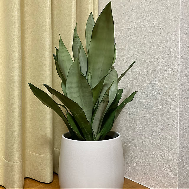 nina27ninaさんの実例写真