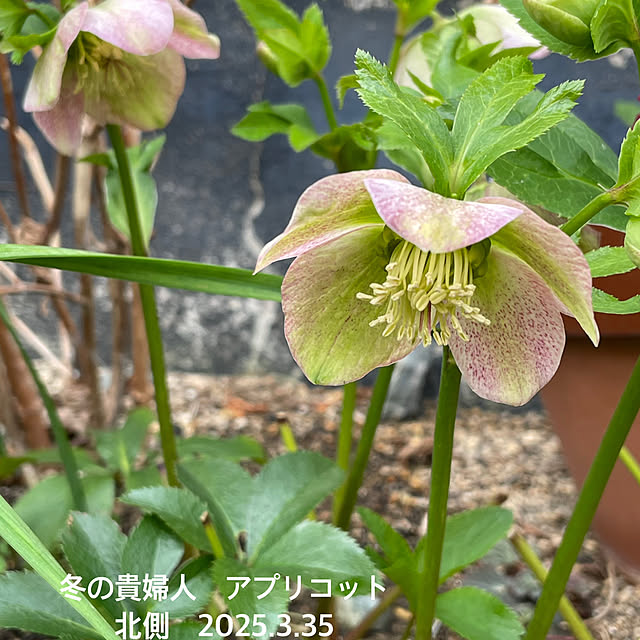 buchiさんの部屋