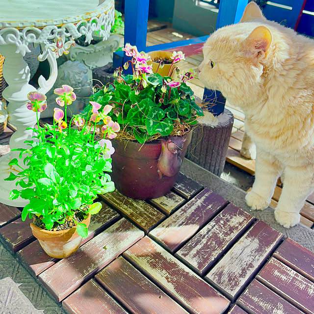 naokoさんの部屋