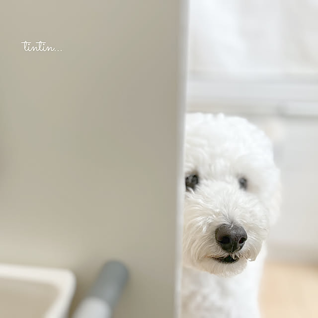tintinさんの部屋