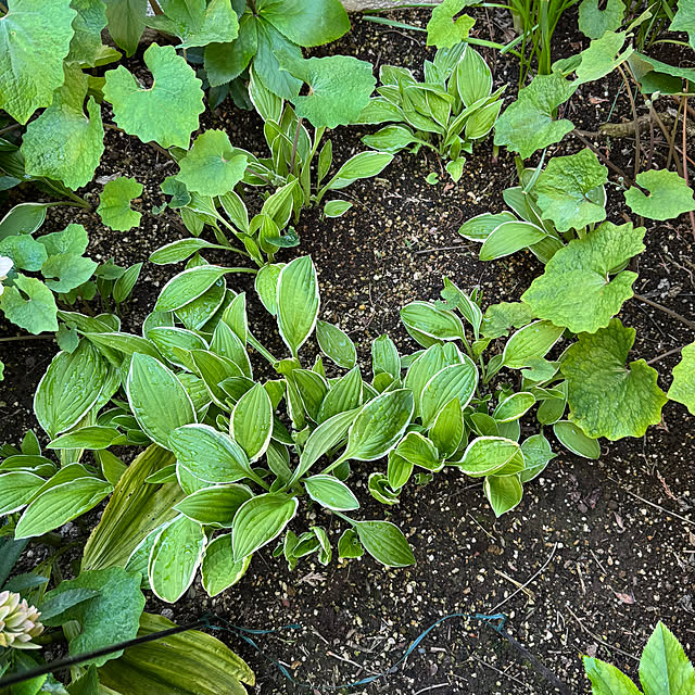 mamizaさんの部屋