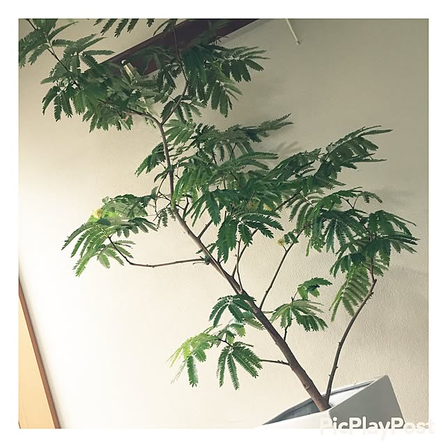 jun.coさんの実例写真