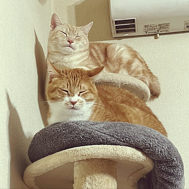 peachさんの実例写真