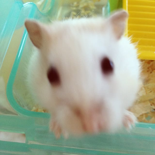 jnjnforesterさんの実例写真