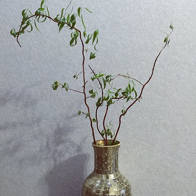 リビング/観葉植物のインテリア実例 - 2016-03-08 13:28:12