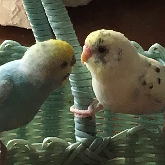 miakさんの実例写真