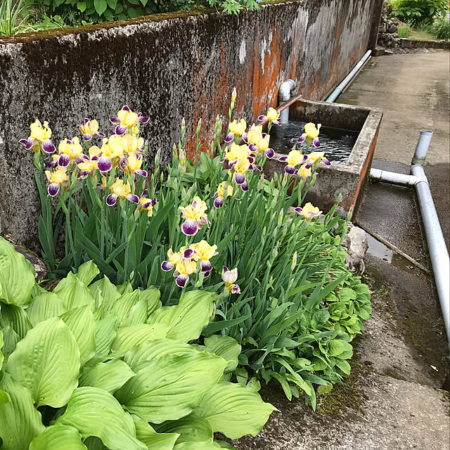 aoinokimiさんの実例写真