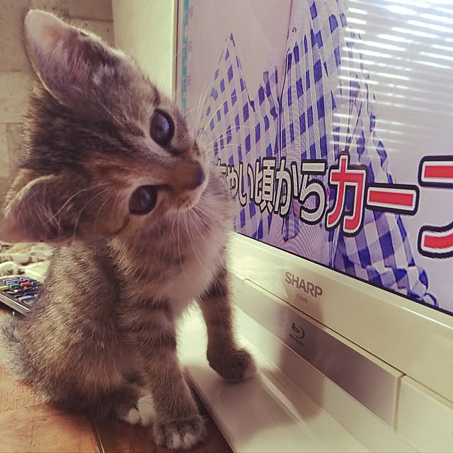 chaiさんの実例写真