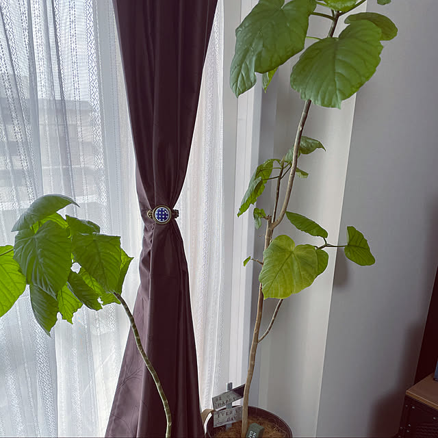 tomoさんの実例写真