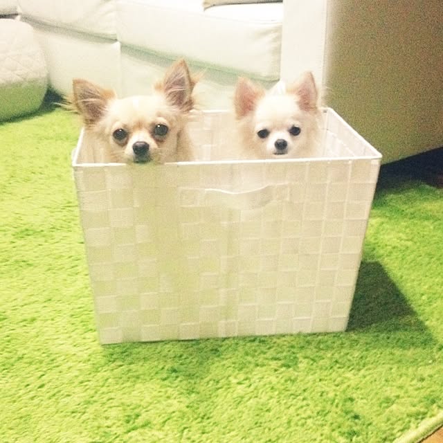 honeyさんの実例写真