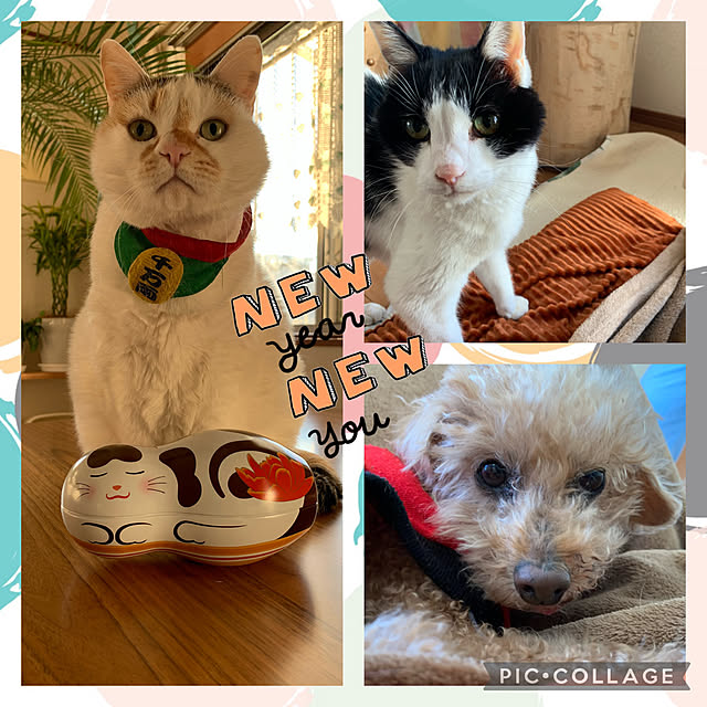 久々の投稿ですいません/老犬13歳/保護猫12歳/腎臓病/17歳オス...などのインテリア実例 - 2022-01-01 16:57:36