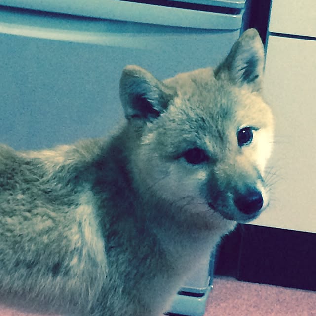 toi114さんの実例写真