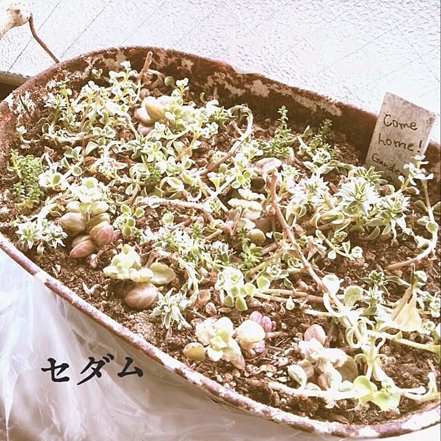 miruさんの実例写真