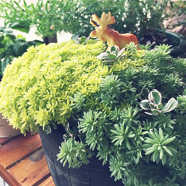 ellieさんの実例写真
