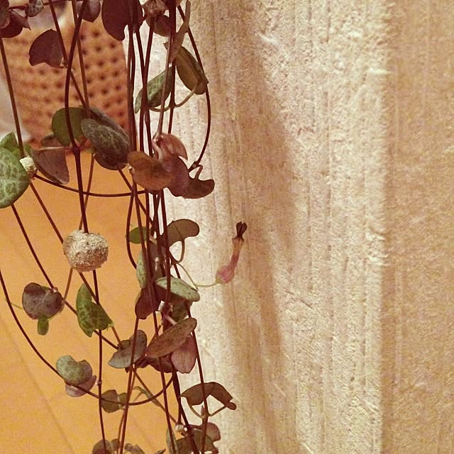 a-wan.wanさんの実例写真